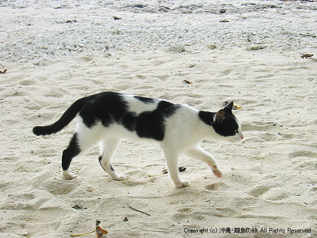 カイジ浜の猫