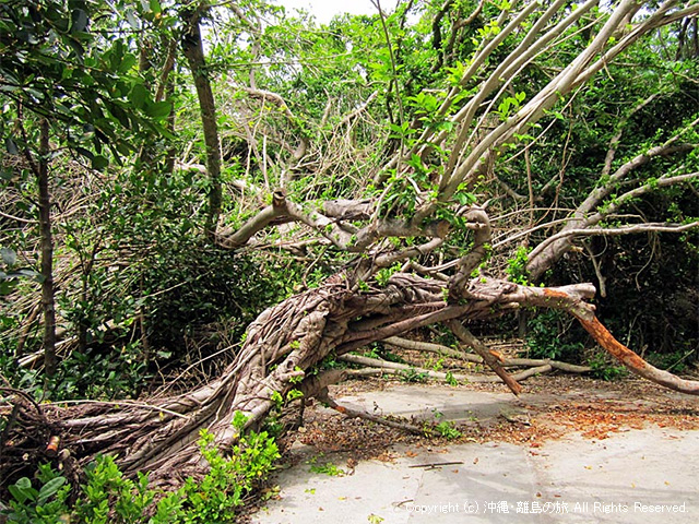 台風による倒木 