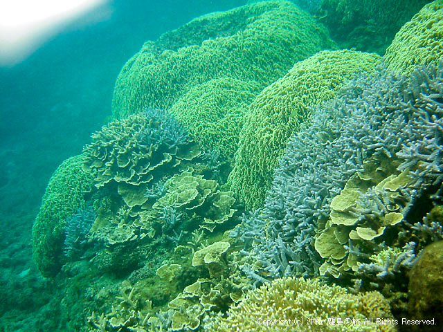 阿嘉島のサンゴ