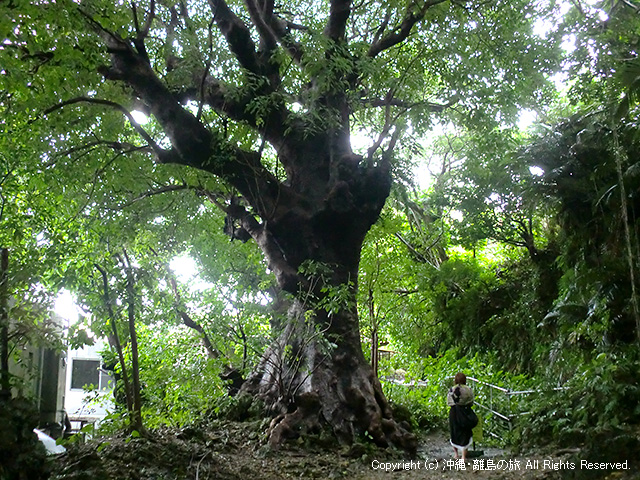 樹齢350年の大アカギ