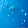 海はト○レ？(爆)